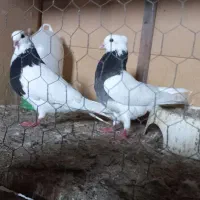 رنگی|پرنده|بوشهر, |دیوار