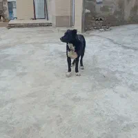 سگ قدیرجانی