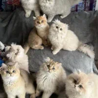 گربه فنجانی تربیت شده خانگی