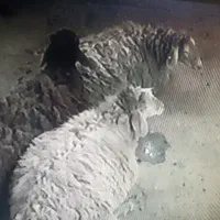 گوسفند زنده
