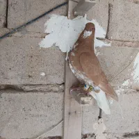 پرنده|پرنده|شیراز, داریون|دیوار