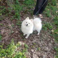 پامر خرسی روباهی میکس