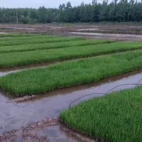 توم نشا شیرودی