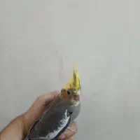 عروس هلندی دون خور کامل