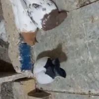کفتر