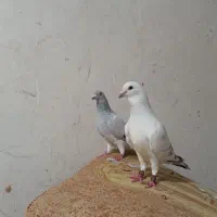پرنده