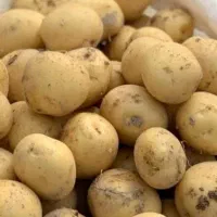 سیب‌زمینی بذری