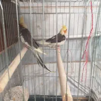 عروس هلندی
