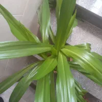 گل سوسن