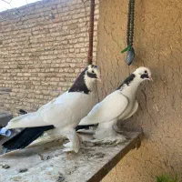 یه جفت کبوتر دم سیاه پا پر (قره قوروخ )