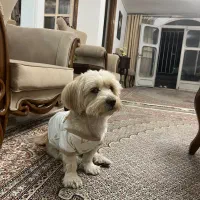 گمشده