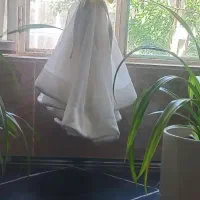 پانداناتوس