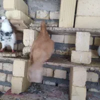 کبوتر زرد ماده و طوق همدانی نر