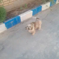 فروش سگ پاه کوتاه دستی خیلی اروم