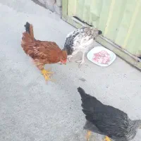 جوجه پنج ماهه