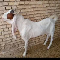 بز نر اصل افغانی