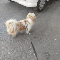 واگذاری سگ نژاد شیتزو