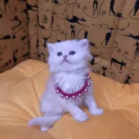 خاص و چشم نواز