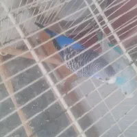 مرغ عشق نر و ماده بدونه قفس