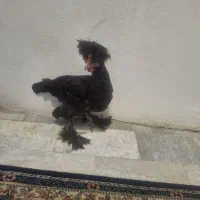 خروس سلطان