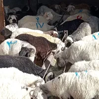 گوسفند زنده