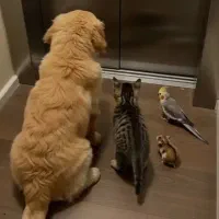 کوتوله پیدا شده