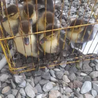 فروش جوجه اردک اسرائیلی