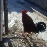 خروس محلی خانگی