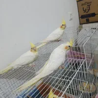 عروس هلندی جونه دون خور شده