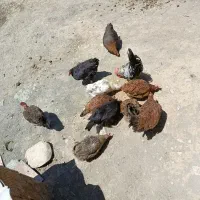 مرغ تخم گذار