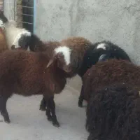 برع چاق جهت تمام مراسمات