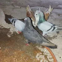 پرنده
