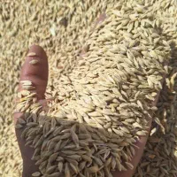 فروش جوگندوم مخلوط