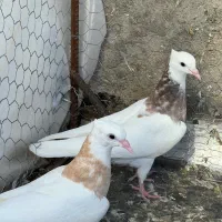 کفتر رنگه