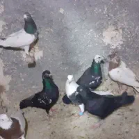 کفتر