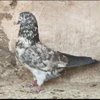 کبوتر