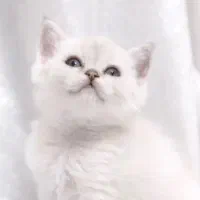 پانسیون سگ و گربه پردیس بومهن رودهن