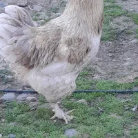 دورگه کوشین بیگ سایز