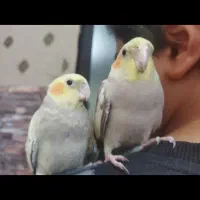 عروس هلندی نروماده