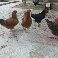 مرغ تخمی(وار)