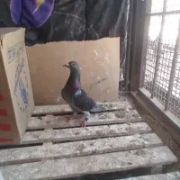 پرنده