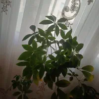 شفلرا