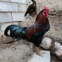 خروس و ماده مرغ