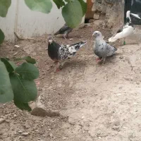 دوتا سار خوشگل