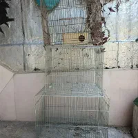 قفس