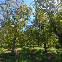 باغ-سرسبز-دور-دیوار