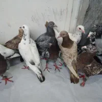 تعدادی دورگ جوانه هوایی  ناجلد