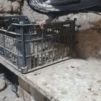 جوجه نر سینه سیاه