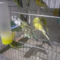 فروش مرغ عشق