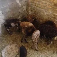 ۷ راس بره ۲ ماه لاغر